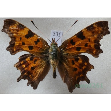 Polygonia c-album (Linnaeus, 1758) Rusałka ceik Czech53f